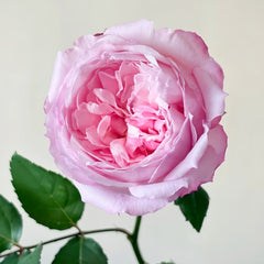 Sweet Cocotte Rose
