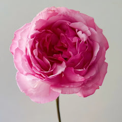 Sweet Cocotte Rose