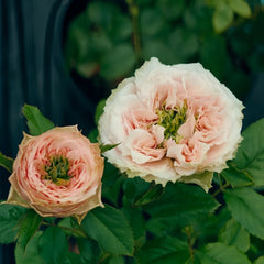 Sweet Eye Rose