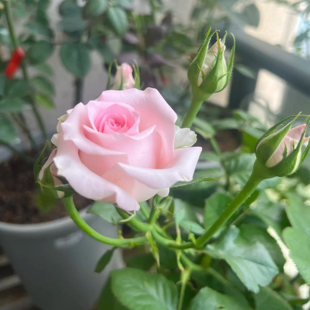 Sweet Revival Rose