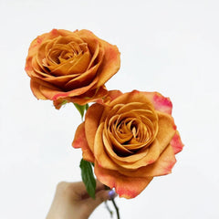 Symbol Rose