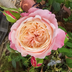 Tamaki Misora Rose