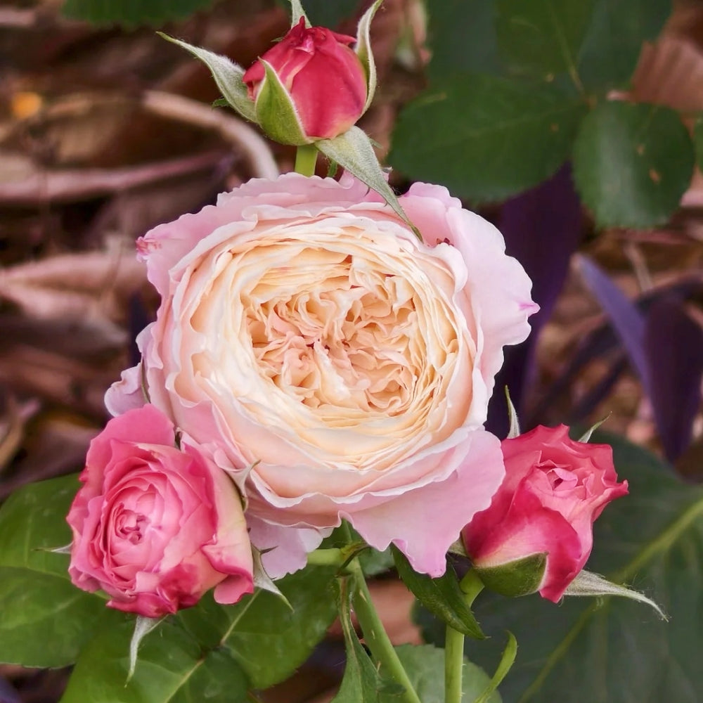 Tamaki Misora Rose