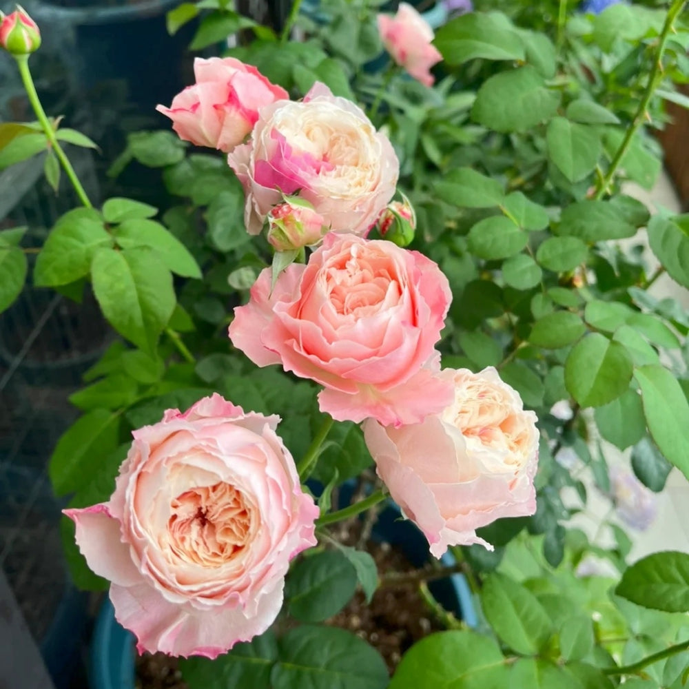 Tamaki Misora Rose