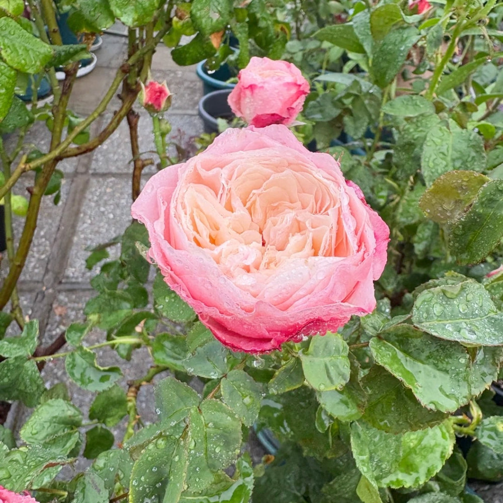 Tamaki Misora Rose