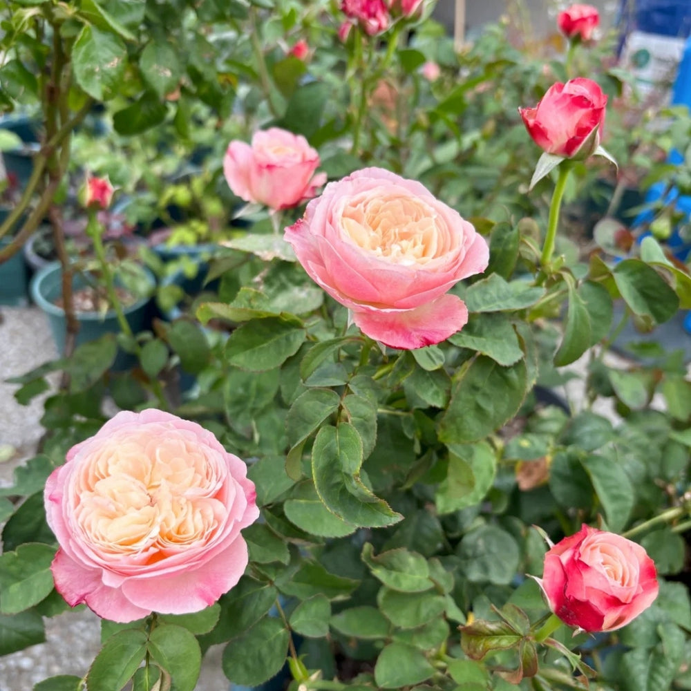 Tamaki Misora Rose