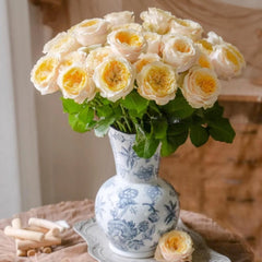 Teresa Rose Madame Gulya Rose