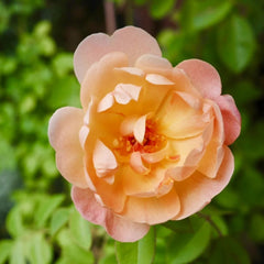 The Lark Ascending Rose