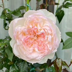 The Scientist Rose