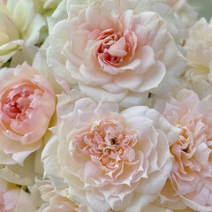 The Scientist Rose