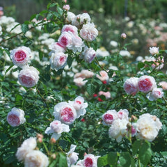 The Wedgwood Rose
