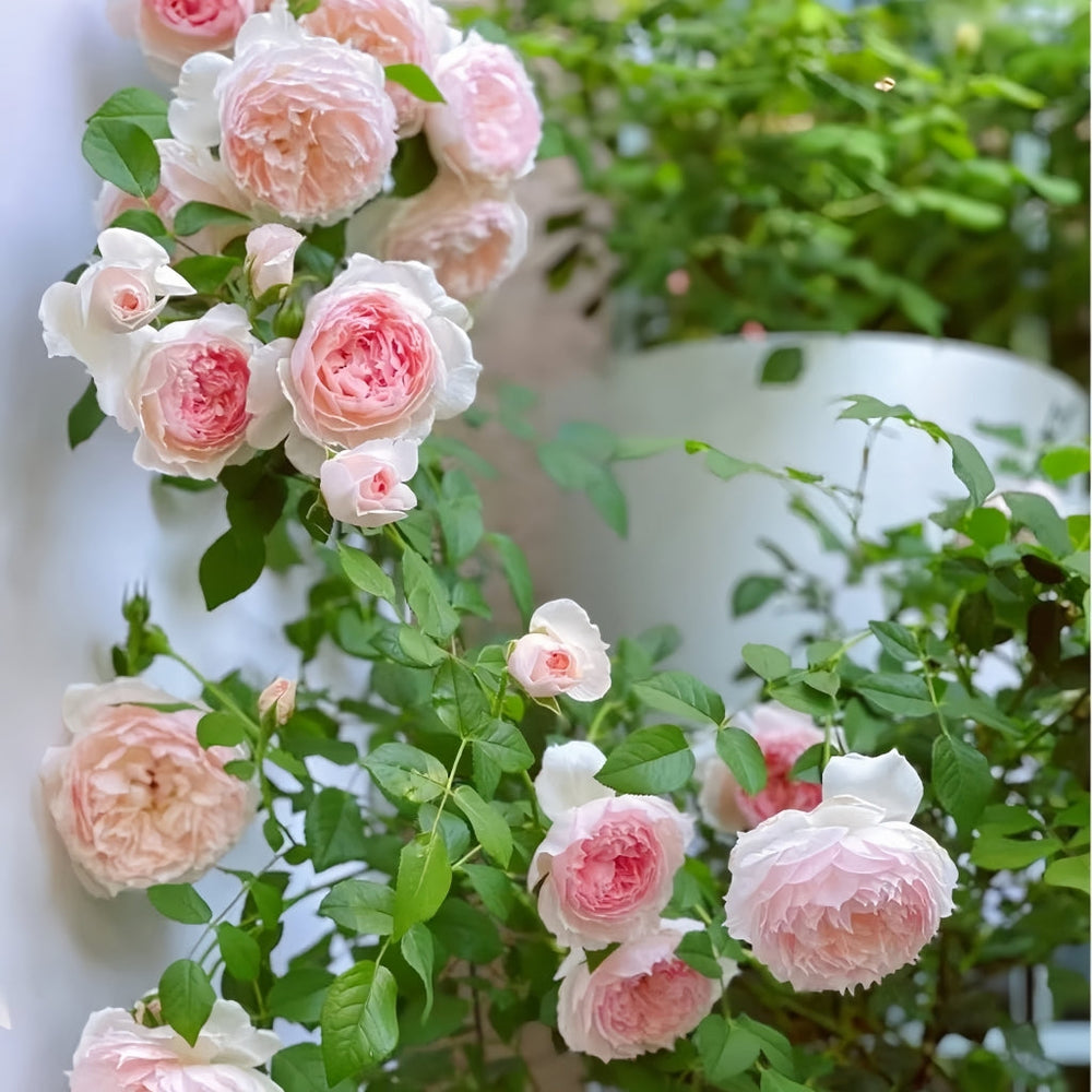The Wedgwood Rose