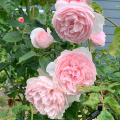 The Wedgwood Rose