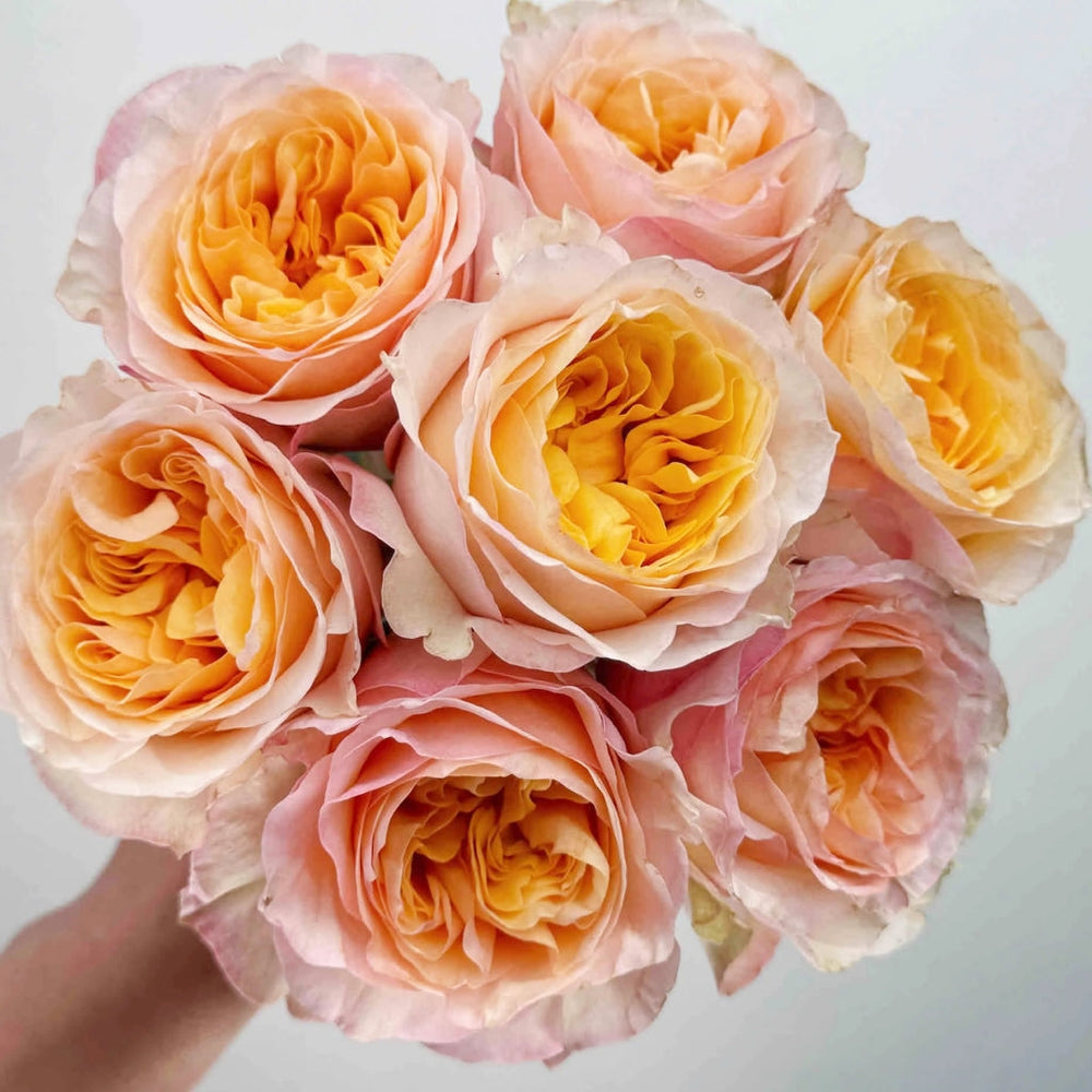 Tie Dye Rose