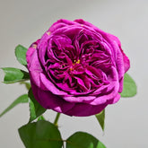 Time Scent Rose