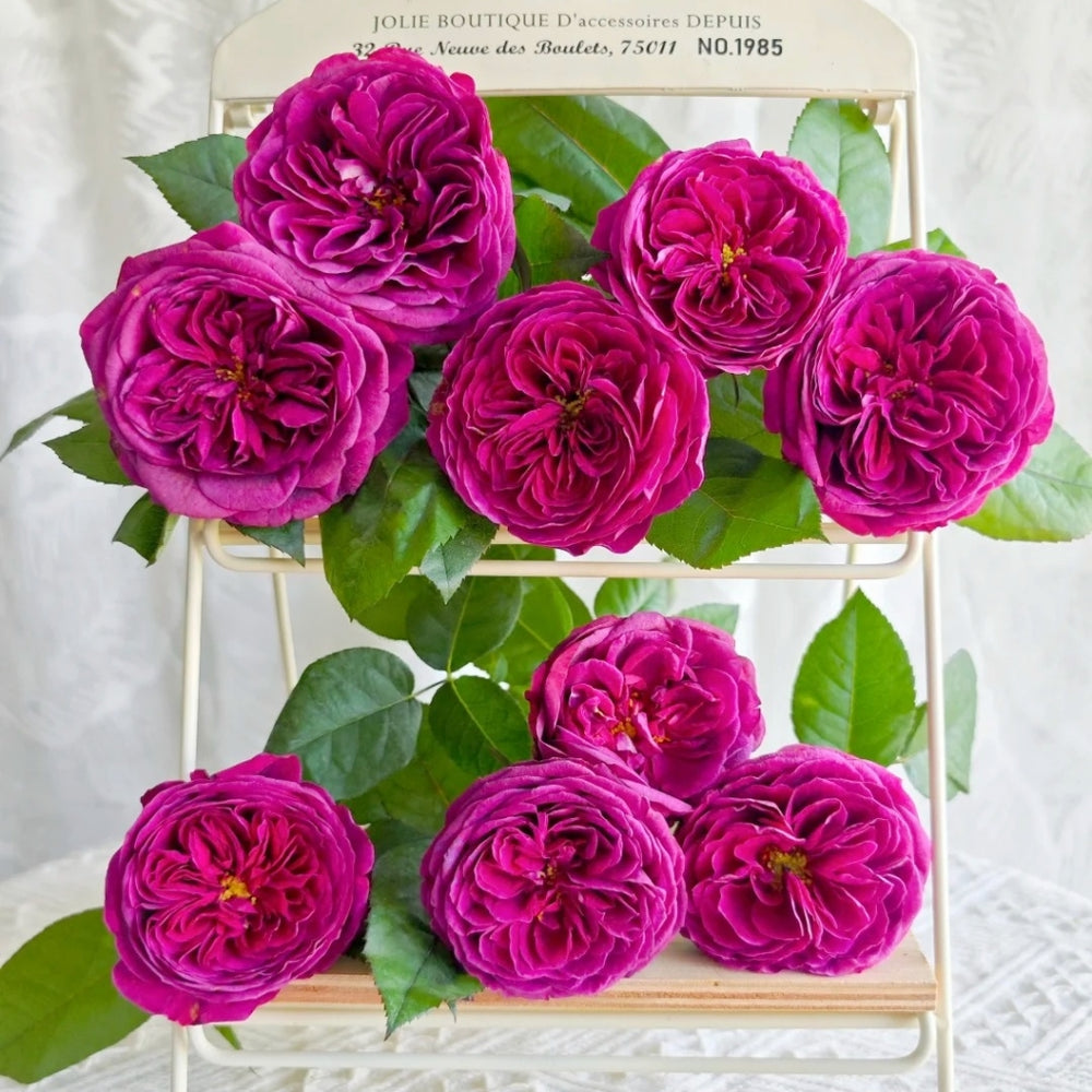 Time Scent Rose