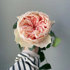 Tip Top Rose