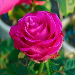 Topaz Rose