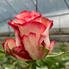 Tormenta Rose
