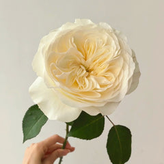 Trafalgar! Rose