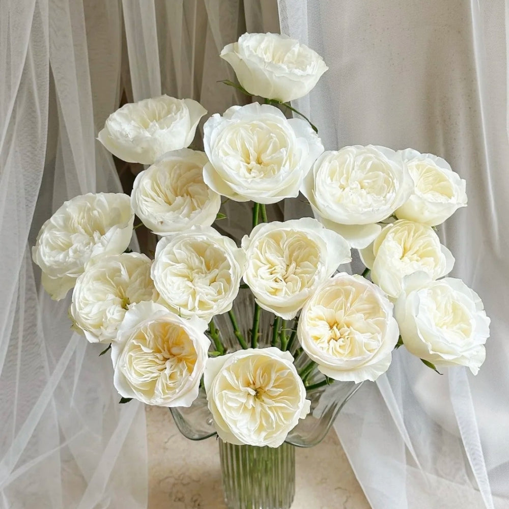 Trafalgar! Rose
