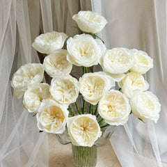 Trafalgar! Rose