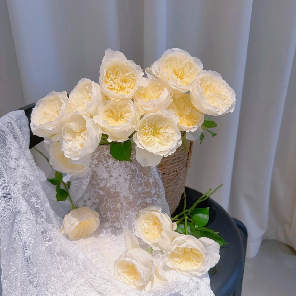 Trafalgar! Rose