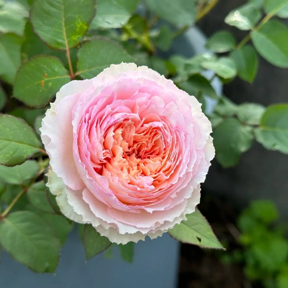 Traumerei Rose