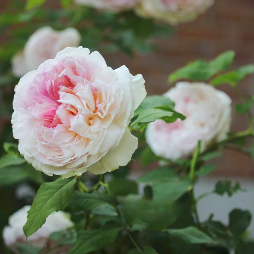 Traumerei Rose