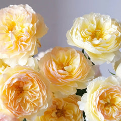 Tsukitohana Rose