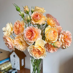 Tsukitohana Rose