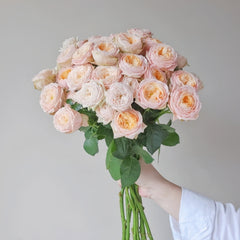 VIP New SPS Rose