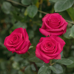 VIPink Rose