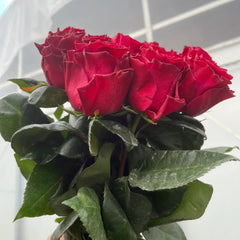 Venturoso Rose