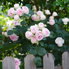 Vesalius Rose