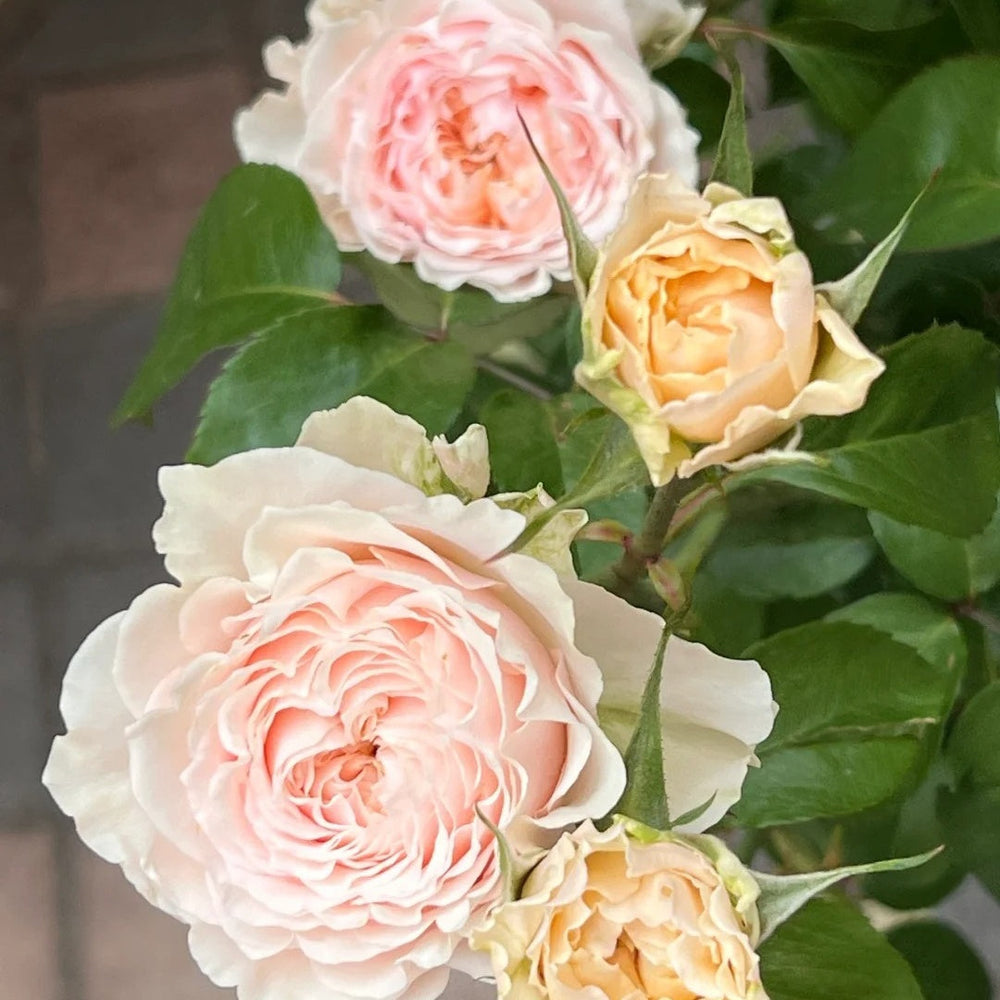 Victoria Bride shrub rose with large peach-pink cup blooms, green-tinted outer petals, multi-layered form, and elegant vintage charm.