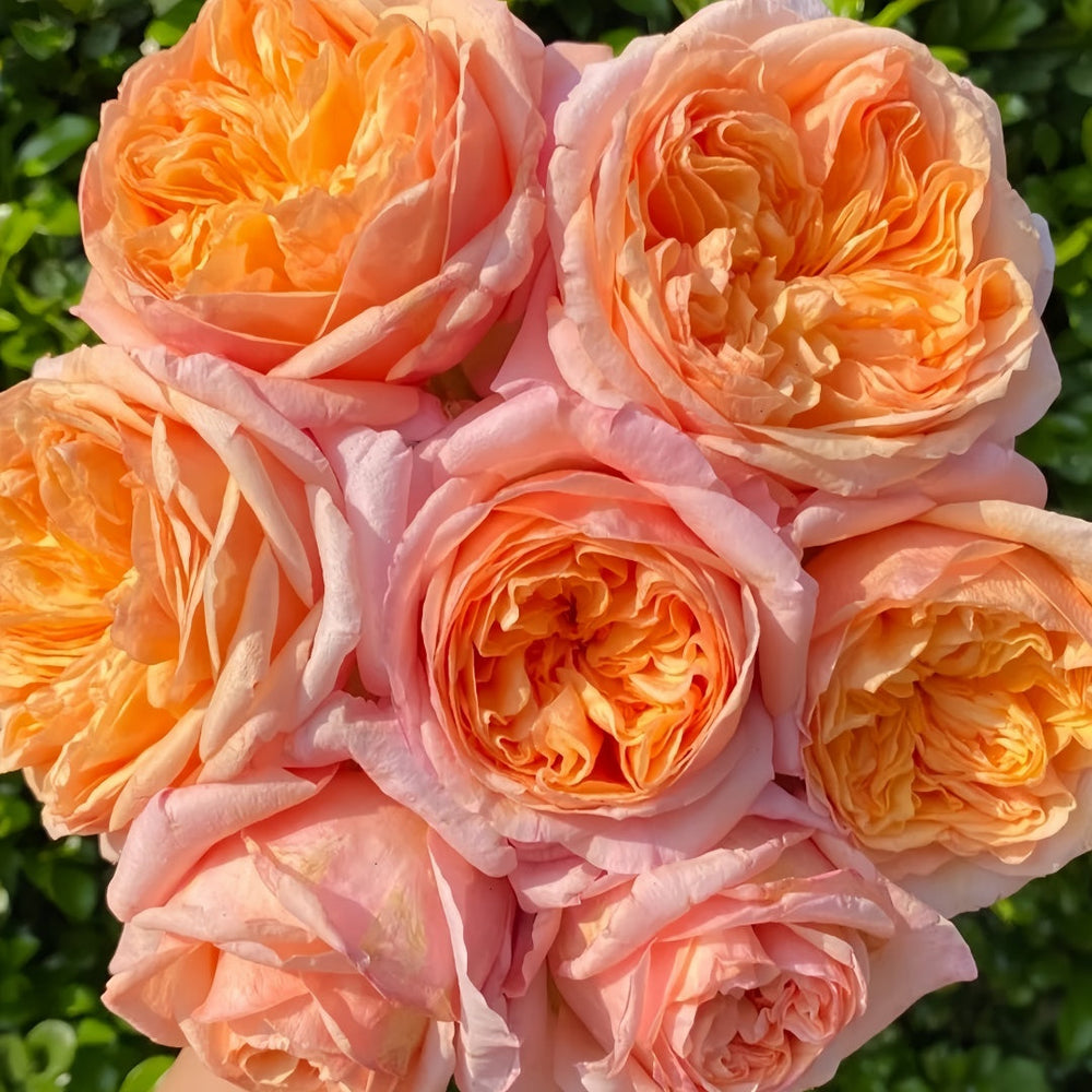 Victorian secret Rose