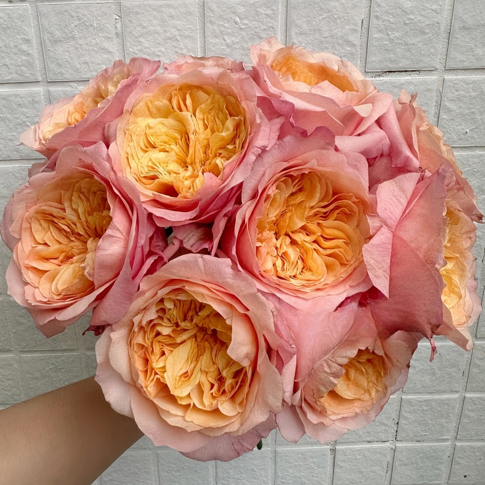 Victorian secret Rose