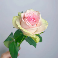 Vitara Rose