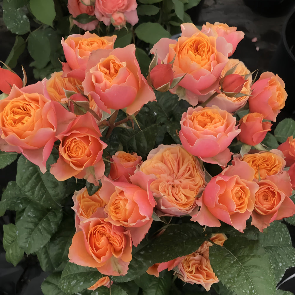 Vuvuzela Rose