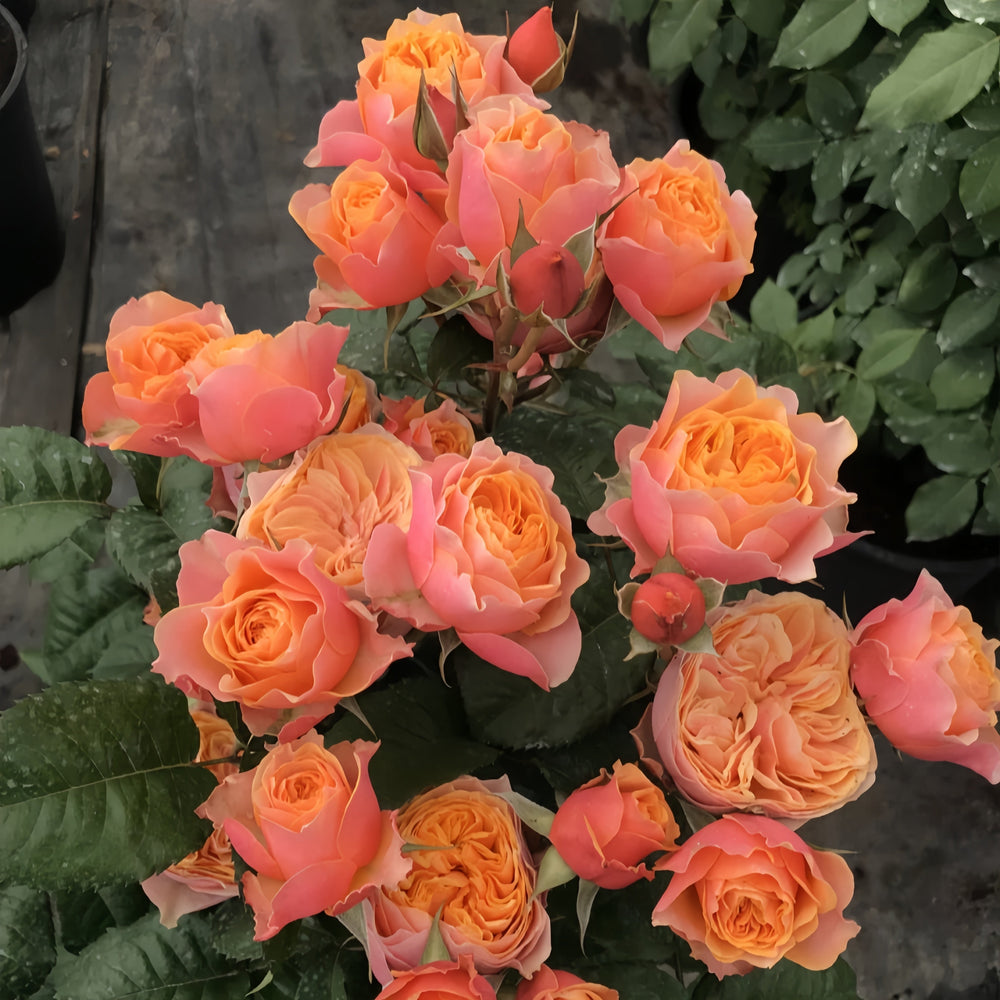 Vuvuzela Rose