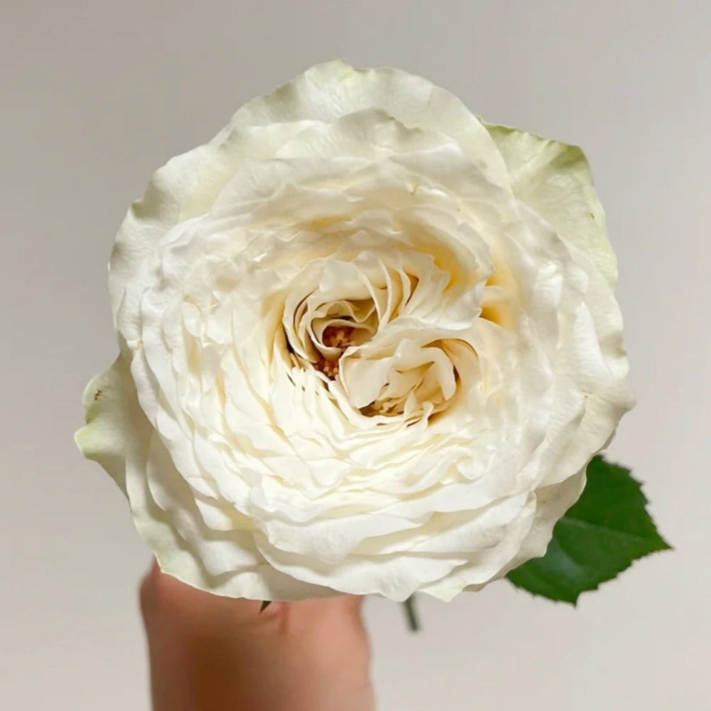 Waves Rose