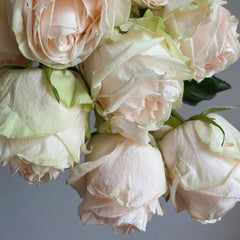 Wedding Spirit Rose