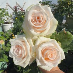 Wedding Spirit Rose