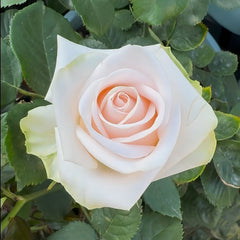 Wedding Spirit Rose