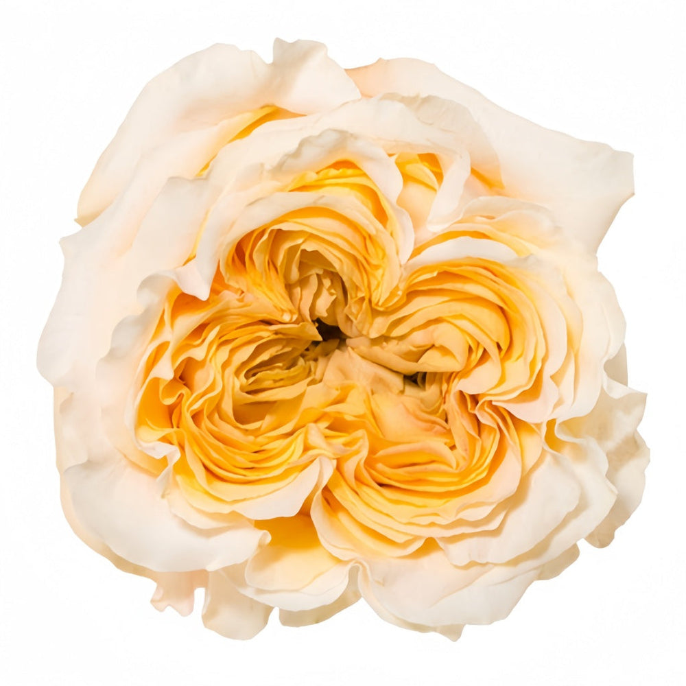Wedding X-Pression Rose