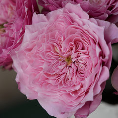 Wei Zifu Rose