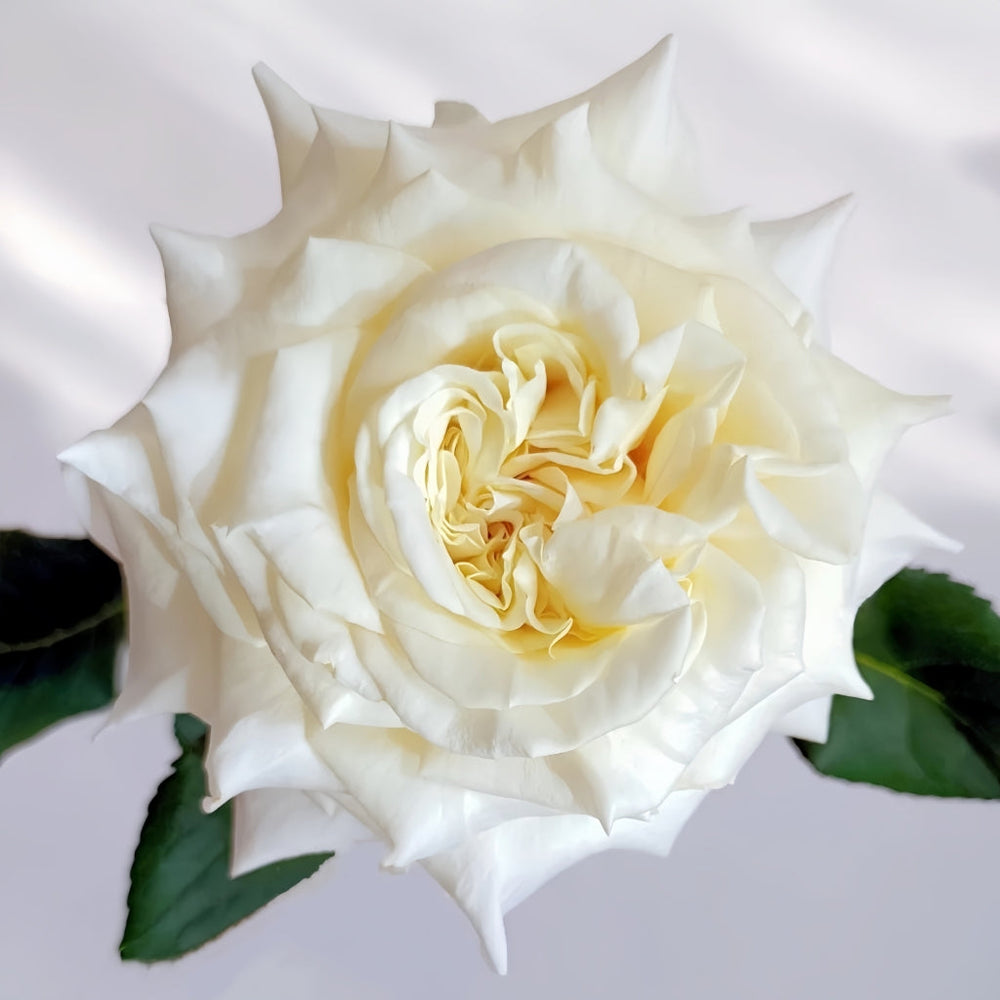 White Ashley Rose