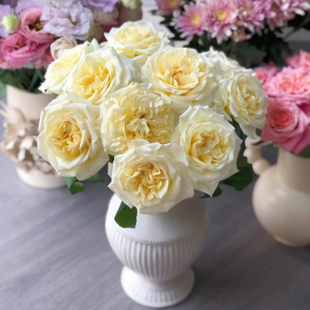 White Ashley Rose