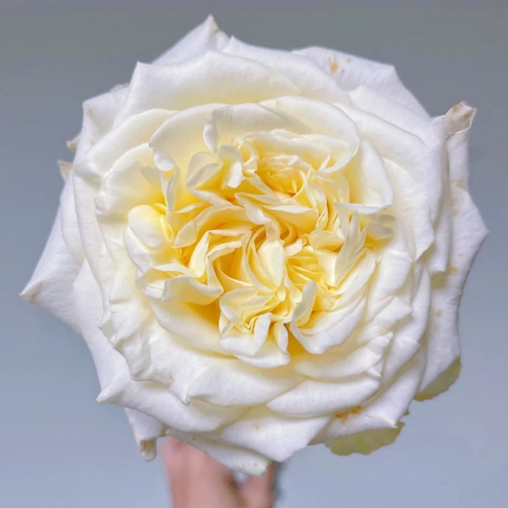 White Ashley Rose